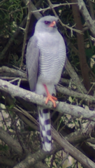 Gabar Goshawk